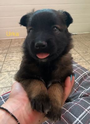 Urka 